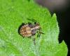 Stictopleurus sp.